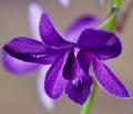   Orchid